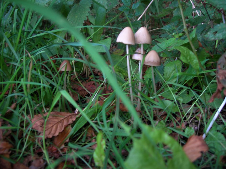 Langsteel franjehoed ?